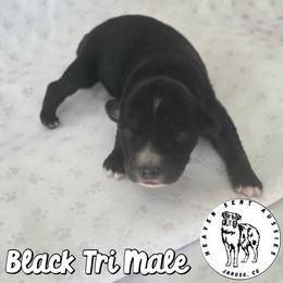 Xanadu - Black tri male Miniature Australian Shepherd puppy in Jaroso, Colorado from Heaven Sent Aussies