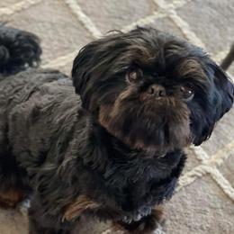 Boomer - Shih Tzu