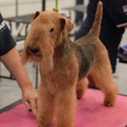V - Lakeland Terrier