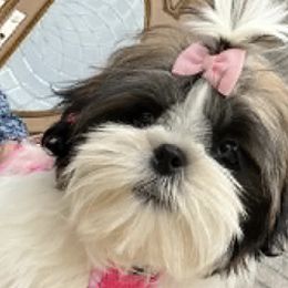 French Bulldogs and Shih Tzus from Lynne's Frenchie Tzu