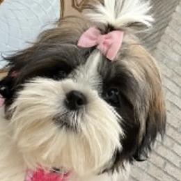French Bulldogs and Shih Tzus from Lynne's Frenchie Tzu