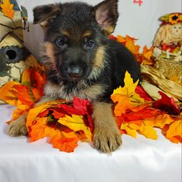 German Shepherd Puppies from Kindheitstraum Kennels
