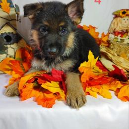 German Shepherd Puppies from Kindheitstraum Kennels
