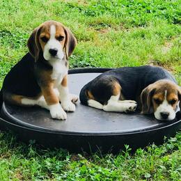 Beagle Puppies from South Beagles