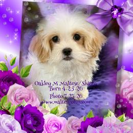 Oakley - White and lemon male Maltese puppy in Silverhill, Alabama from Malteseuluv’s Tiny Treasurers