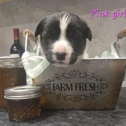 Pink - Black and white female Cardigan Welsh Corgi puppy in Lynchburg, Ohio from Old Iron Farm