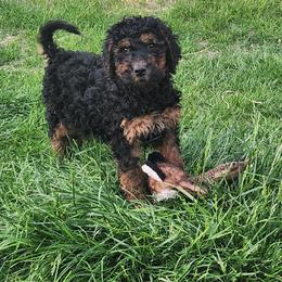Blaze - Phantom male Goldendoodle puppy in Harrisburg, Nebraska from Wildcat Hills Doodles