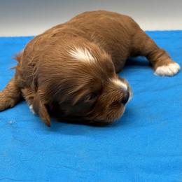 Boy 2 - male Cavapoo puppy in Burke, New York from Patti’s Puppies