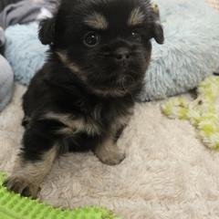 Tibetan Spaniel Puppies from Milissa Lose