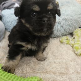 Tibetan Spaniel Puppies from Milissa Lose