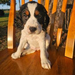 Oakley - Black white and tan female English Springer Spaniel puppy in Columbia, North Carolina from Columbia Spaniels