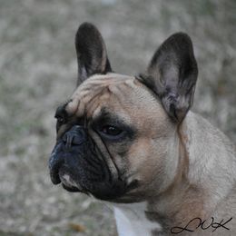 Farrah - French Bulldog