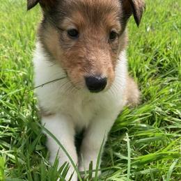 Diane - Sable and white female Collie puppy in Yulee, Florida from Three Collie Farm