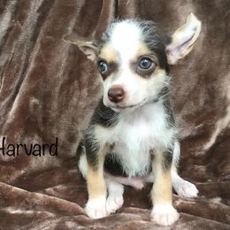 Chinese Crested Puppies from The Cranberry Dog