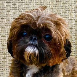 RUBY - Shih Tzu