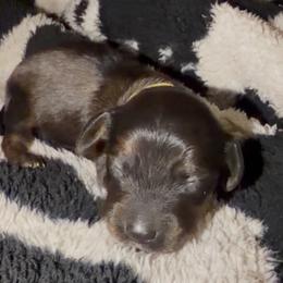 Yellow - Brindle female Dachshund puppy in Mountain Home, Arkansas from Southern Charm Kennels