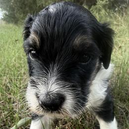 Cooper - Black tri male Miniature Australian Shepherd puppy in Burke, South Dakota from Triple J Aussies SD