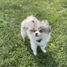 Prada - Pomeranian