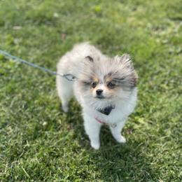 Prada - Pomeranian