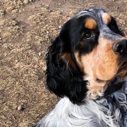 English Springer Spaniels from Prairie Lane Springer Spaniels