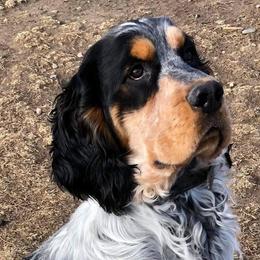 English Springer Spaniels from Prairie Lane Springer Spaniels