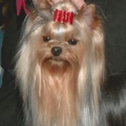 Yorkshire Terriers from Destiny's Yorkshire Terriers