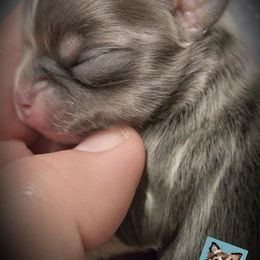 Chihuahua Puppies from Grace & Glory Chihuahuas