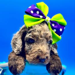 Cannoli - Chocolate merle female Bernedoodle puppy in Macon County, North Carolina from Mountain Doodles