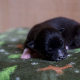 Australian Shepherd Puppies from River Run Australian Shepherds