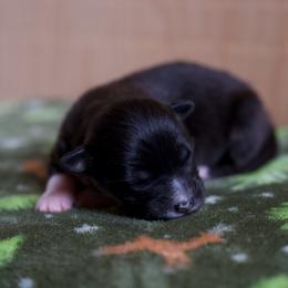 Australian Shepherd Puppies from River Run Australian Shepherds