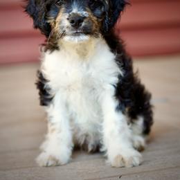 Boy 1 - Tri-color male Cavapoo puppy in Pentwater, Michigan from Dumaw Creeks Pups