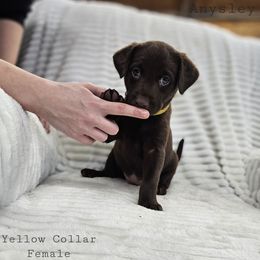 Anysley - Chocolate female Labrador Retriever puppy in Boyd, Minnesota from Lindley Labradors