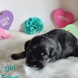Freya - Salt and pepper female Miniature Schnauzer puppy in Rosemount, Minnesota from Weiland's Ruby
