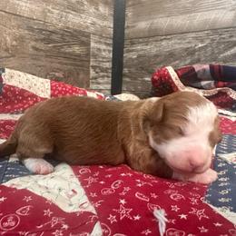 Scout - Red male Bernedoodle puppy in Camden, Michigan from FurEver Friends Finder