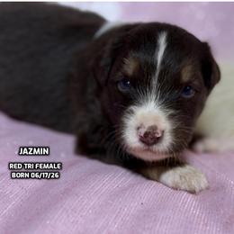 Jazmin - Red tri-color female Australian Shepherd puppy in Bethany, Connecticut from Wynter Thyme Manor Australian shepherds