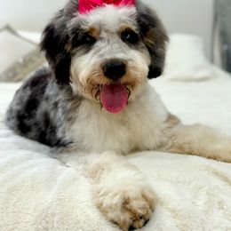 Zoey - Bernedoodle