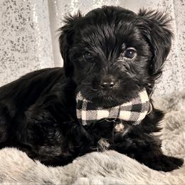 Bluey - Black and tan male Yorkshire Terrier puppy in Denver, Colorado from Melrey's paws