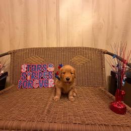 Lime Green Collar - Golden female Golden Retriever puppy in Monroe, Tennessee from Golden Girls Furever Friends
