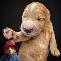 Paddington Bear - Apricot male Goldendoodle puppy in Rocky Point, North Carolina from CelticDoods