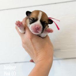 Juniper - Red female Pembroke Welsh Corgi puppy in Milan, Georgia from Williams’ Welsh Corgis LLC