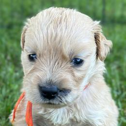 Maple (Orange) - Golden female Golden Retriever puppy in Franklin, West Virginia from Wildmour K9