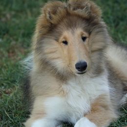 Collie puppies from Val Hi Collies