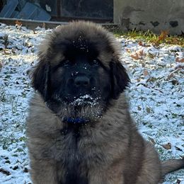Leonbergers from Von Beauregard Herz