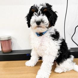 Jesse - Phantom male Bernedoodle puppy in Flagstaff, Arizona from Gunstock Doodles