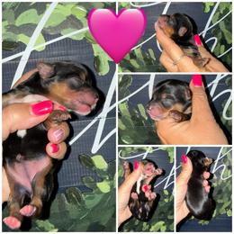 Annie - Black & tan tri-color female Morkie puppy in Cleveland, Tennessee from Moody’s Morkies and More