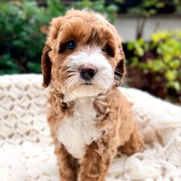 Purple - Caramel female Australian Labradoodle puppy in Auburn, Washington from West Valley Labradoodles