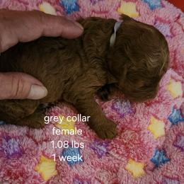 Grey collar Cocoo - Chocolate female Goldendoodle puppy in Fairmount, Indiana from Capens' Doodles,Poodles and Poo's