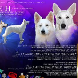 German Shepherd puppies from Scenic Creek German Shepherds and White Swiss Shepherds