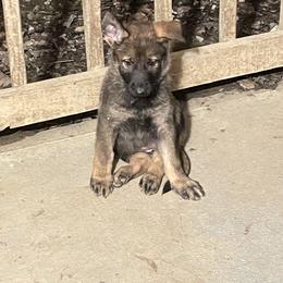 Dachshund and German Shepherd Puppies from Illyria Dox & GSD