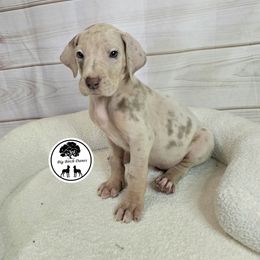 Saturn - Silver Great Dane puppy in Spiro, Oklahoma from Big Birch Danes